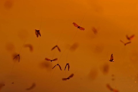 Mayfly (Ephemeroptera), mating dance above the water in the evening light, Naturpark