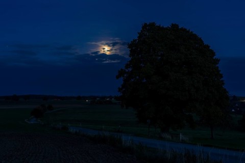 Full moon at the winter lime tree (Tilia cordata) near Leubsdorf, close-up with single tree and