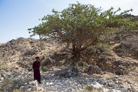 Omani man in traditional Dhofar dress standing next to a frankincense tree or Boswellia,