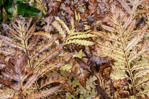 Bead fern (Onoclea sensibilis), autumn foliage, Emsland, Lower Saxony, Germany