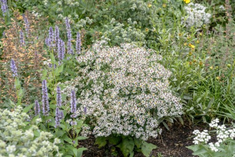 White forest aster (Aster divaricatus 'Tradescant'), Federal Garden Show Havel Region 2015,