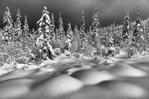 Deep snow-covered forest, Gällivare, Norrbotten, Lapland, Sweden, January 2021