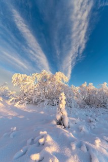 Cloudy sky over snowy mountain birches, Norrbotten, Lapland, Sweden, November 2020