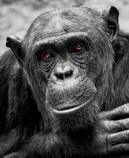 Animal portrait Western chimpanzee (Pan troglodytes verus), primate, ape, endangered species,