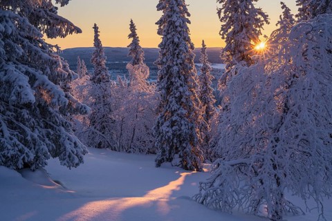 Snowy spruces and birches against light, Norrbotten, Lapland, Sweden, February 2024