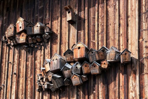 Different birdhouses on a wooden wall, near Füssen, Ostallgäu, Allgäu, Bavaria, Germany