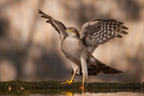 Eurasian Sparrowhawk (Accipiter nisus) at a waterhole, Subotica, Serbia
