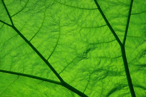 Macro photograph of a green leaf with visible structure and texture of the plant cells, mammoth