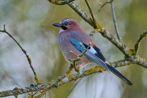 A jay sitting on a branch from the side, jay (Garrulus glandarius), spring, bird island,