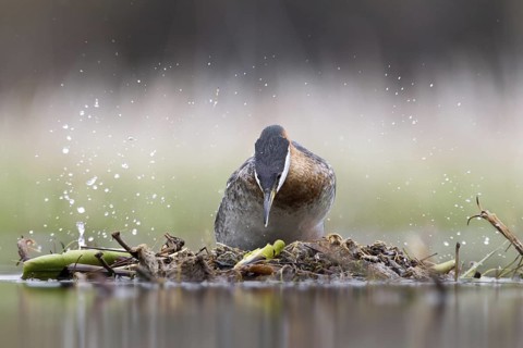 Red-necked Grebe (Podiceps grisegena) female, British Columbia, Canada