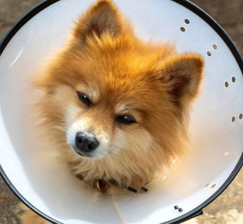Pomeranian pet dog wearing an Elizabethan collar