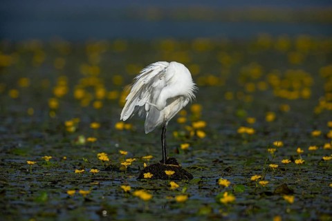 Little Egret (Egretta garzetta) in the midst of flowering echidnas Hungary