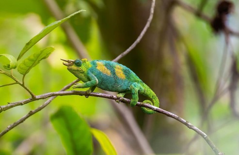 Three-horned chameleon (Trioceros jacksonii), male, between leaves on a branch, Bwindi Impenetrable