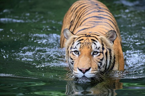 Malaysia tiger (Panthera tigris jacksoni), adult, in water, alert, Malaysia, Southeast Asia