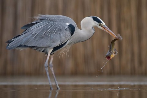 Grey Heron (Ardea cinerea) with fish prey in beak, Pusztaszer, Hungary