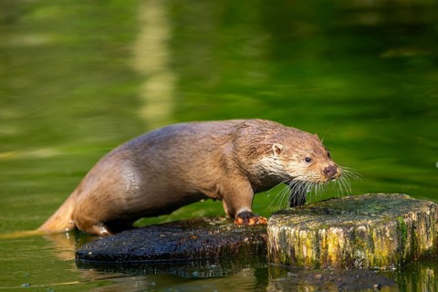 Eurasian otter (Lutra lutra) on a tree trunk in the water of a little lake, Bavaria, Germany