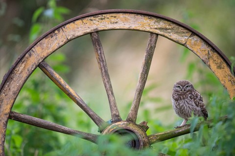 Little owl (Athene noctua), Vechta, Lower Saxony, Germany