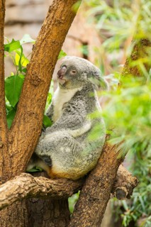 Koala (Phascolarctos cinereus) sitting on a tree, captive, distribution South Australia, Australia,