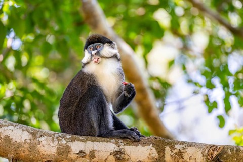 Red-tailed guenon or Congo white-nosed guenon (Cercopithecus ascanius schmidti), sitting on a tree,