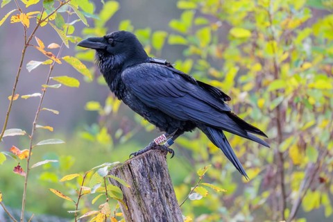 A common raven (Corvus corax) fitted with a GPS transmitter perches on an old fence post amid