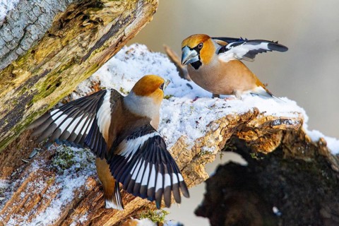 Hawfinch (Coccothraustes coccothraustes) Germany