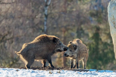 Two young wild boars (Sus scrofa) wrestle with each other in the backlight of the sun in a clearing