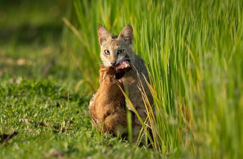 Title: Jungle Cat (Felis chaus) with domestic prey in a grassy field, sreepur, Gazipur, bangladesh