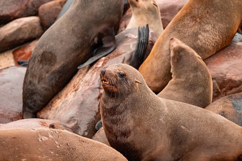 Seal colony, fur seal, Cape fur seal (Arctocephalus pusillus), Cape Cross, Atlantic coast, Namibia