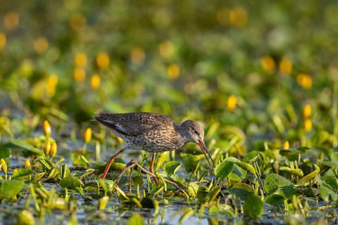 Spotted Redshank (Tringa erythropus) Hungary