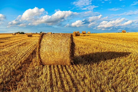 Straw bales on a harvested grain field tell of the end of summer in the countryside near Demmin,