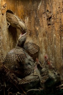 Eurasian Wryneck (Jynx torquilla) feeding chicks in nesting box, Saxony, Germany