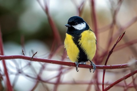 Great tit (Parus major), sitting on a branch, Baden-Württemberg, Germany