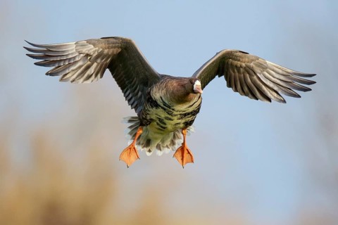 Greater White-fronted Goose (Anser albifrons) flying, North Rhine-Westphalia, Germany