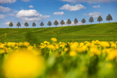 Row of trees on a hill in spring. Landscape on the edge of Schönbuch near Waldenbuch. Waldenbuch,