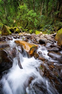 Mhlwazini River flows through thick forest, original mountain forest, Rainbow Gorge,