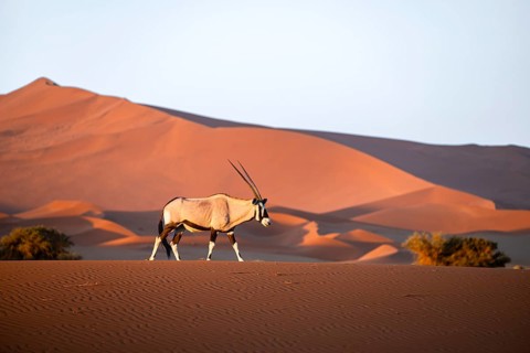 Oryx gazella, oryx antelope walking in front of the red sand dunes of the Namib Desert, Sossusvlei