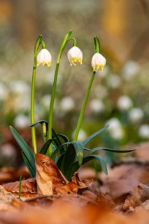 Close-up of three blooming spring knot flowers (Leucojum vernum), also known as marzenbecher,