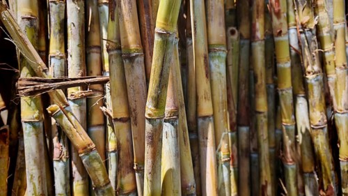Dense cluster of sugar cane stalks (saccharum) with natural colours and structures, Santo Antao,