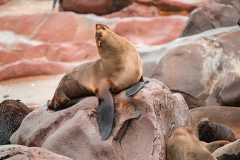 Seal colony, fur seal, Cape fur seal (Arctocephalus pusillus), Cape Cross, Atlantic coast, Namibia