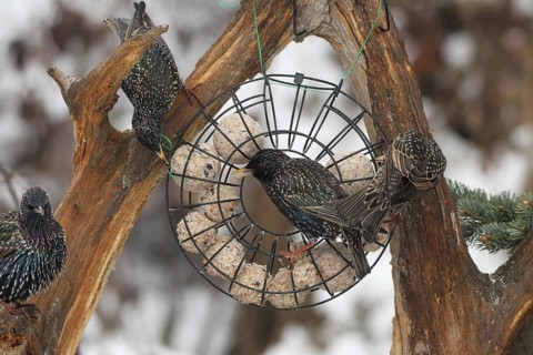 Starling (Sturnus vulgaris) at winter feeding in the forest, Allgäu, Bavaria, Germany, Allgäu,