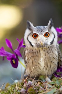 Southern White-faced Owl (Ptilopsis granti) captive, Germany