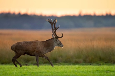 Red deer (Cervus elaphus), rut, Hoenderloo, Gelderland, Netherlands