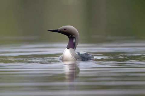 Black-throated Loon (Gavia arctica), Dalarna, Sweden