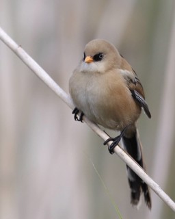 Bearded Reedling (Panurus biarmicus) juvenile, Mecklenburg-Western, Pomerania, Germany