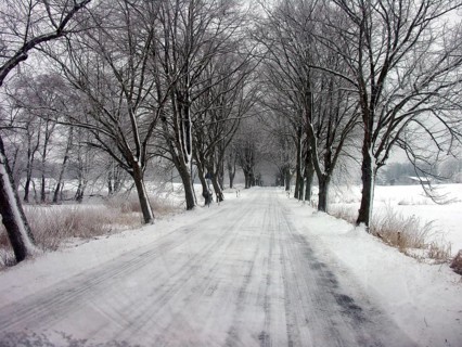 Winter linden avenue (Tilia) on a federal road, Mecklenburg-Western Pomerania, Germany