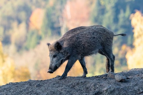 A young wild boar (Sus scrofa) stands in a clearing on a mound of earth. An autumnal forest can be