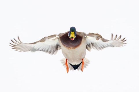 Flying mallard (anas platyrhynchos) in the snow, Vechta, Lower Saxony, Germany