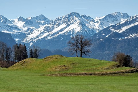 Group of trees, snow-covered mountains of the Allgäu Alps, near Schöllang, Oberallgäu, Allgäu,