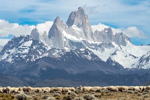 Flock of sheep (Ovis aries) on pasture with shrubs, in the background the Fitz Roy massif with