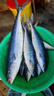 Close-up of mackerel (scomber scombrus), silver fish close together in a green bucket at a market,